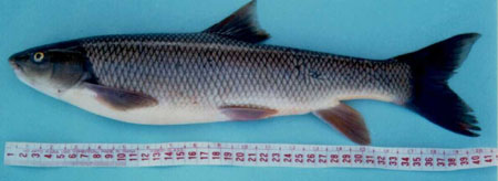 Capoeta capoeta gracilis (Keyserling, 1861)